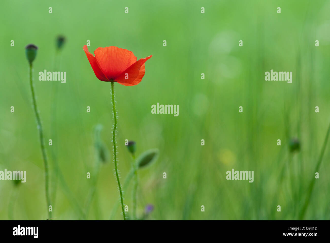 Photograph of a single red poppy shot against a blurred green field for a background. Stock Photo