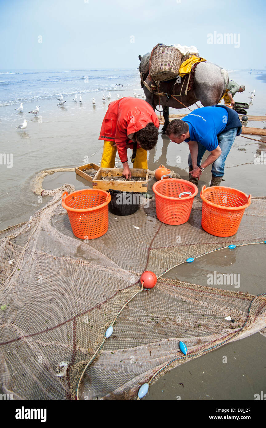 Shrimpers selecting shrimps with sieve on beach after fishing with draught horse along North Sea coast, Oostduinkerke, Belgium Stock Photo