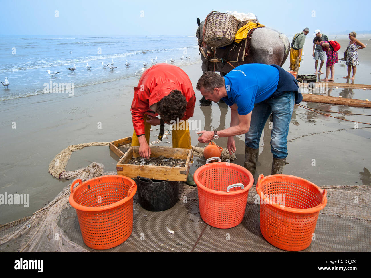Shrimpers selecting shrimps with sieve on beach after fishing with draught horse along North Sea coast, Oostduinkerke, Belgium Stock Photo
