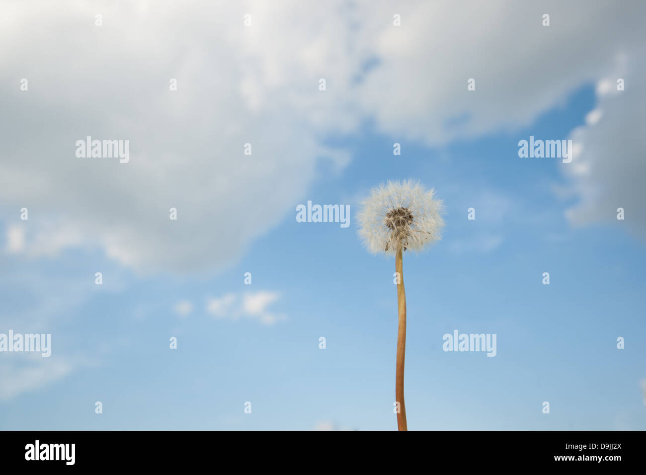 A white dandelion photographed against a blue sky with white clouds Stock Photo