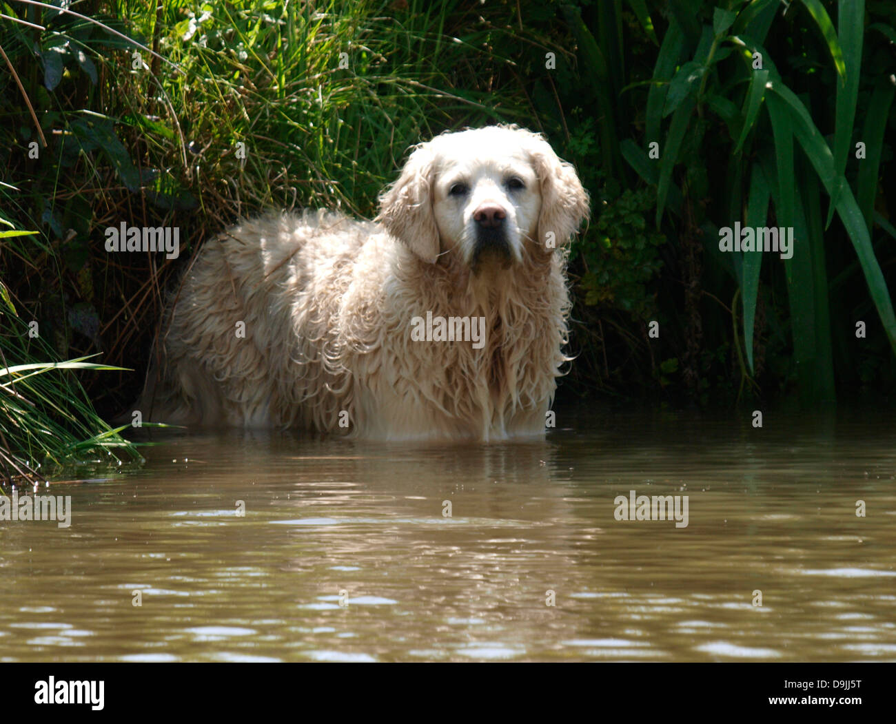 Golden Retriever dog standing in a river, UK 2013 Stock Photo - Alamy