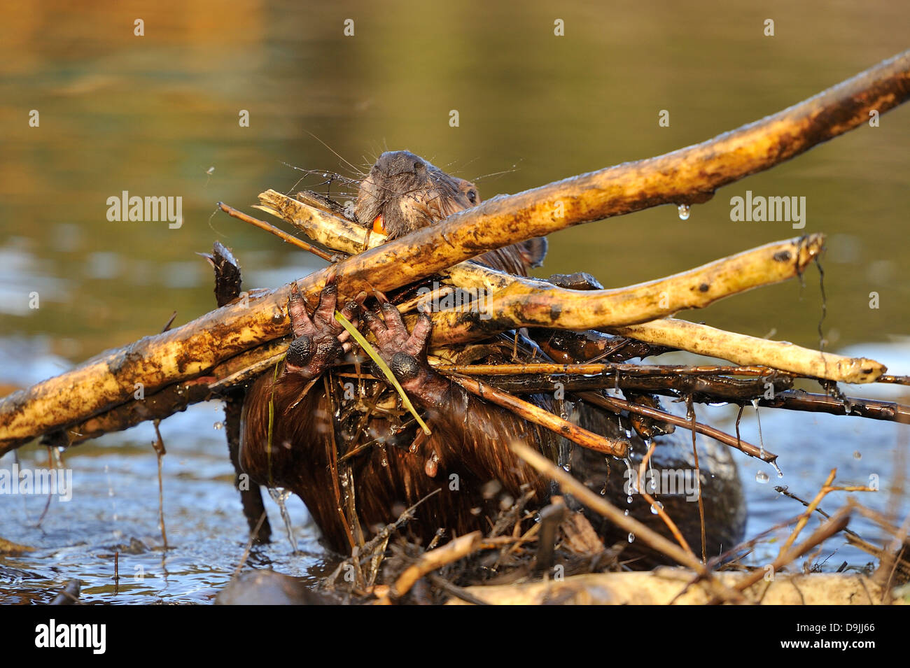 An adult beaver caring a big load of sticks to plug a hole in the beaver dam Stock Photo