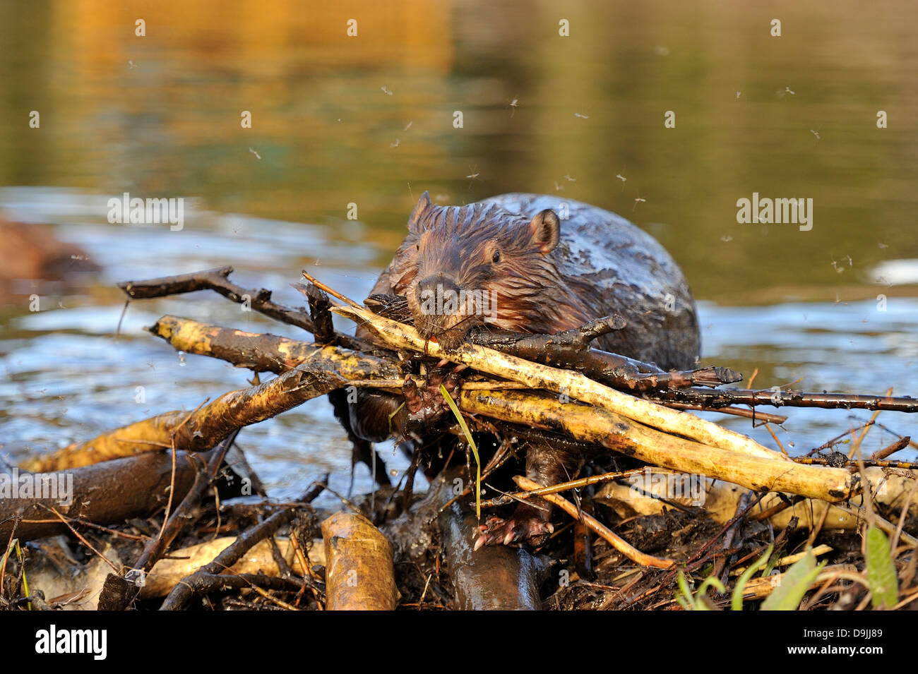 An adult beaver caring a load of sticks up on to his beaver dam Stock Photo