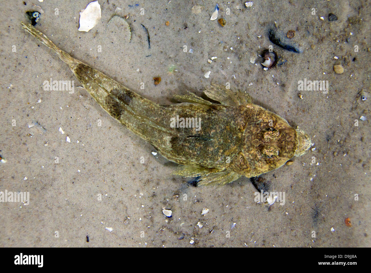 Pogge / Hook-nose / Armed Bullhead (Agonus cataphractus) lying camouflaged in ambush on the seabed Stock Photo
