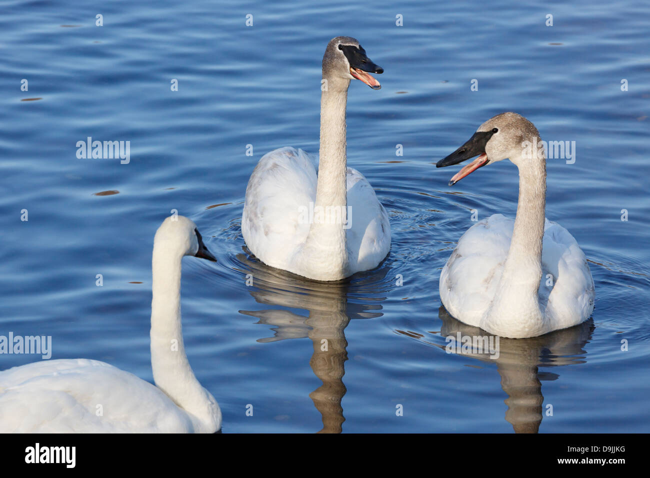 Trumpeter swans honking on the Mississippi River - Minnesota, USA. Stock Photo