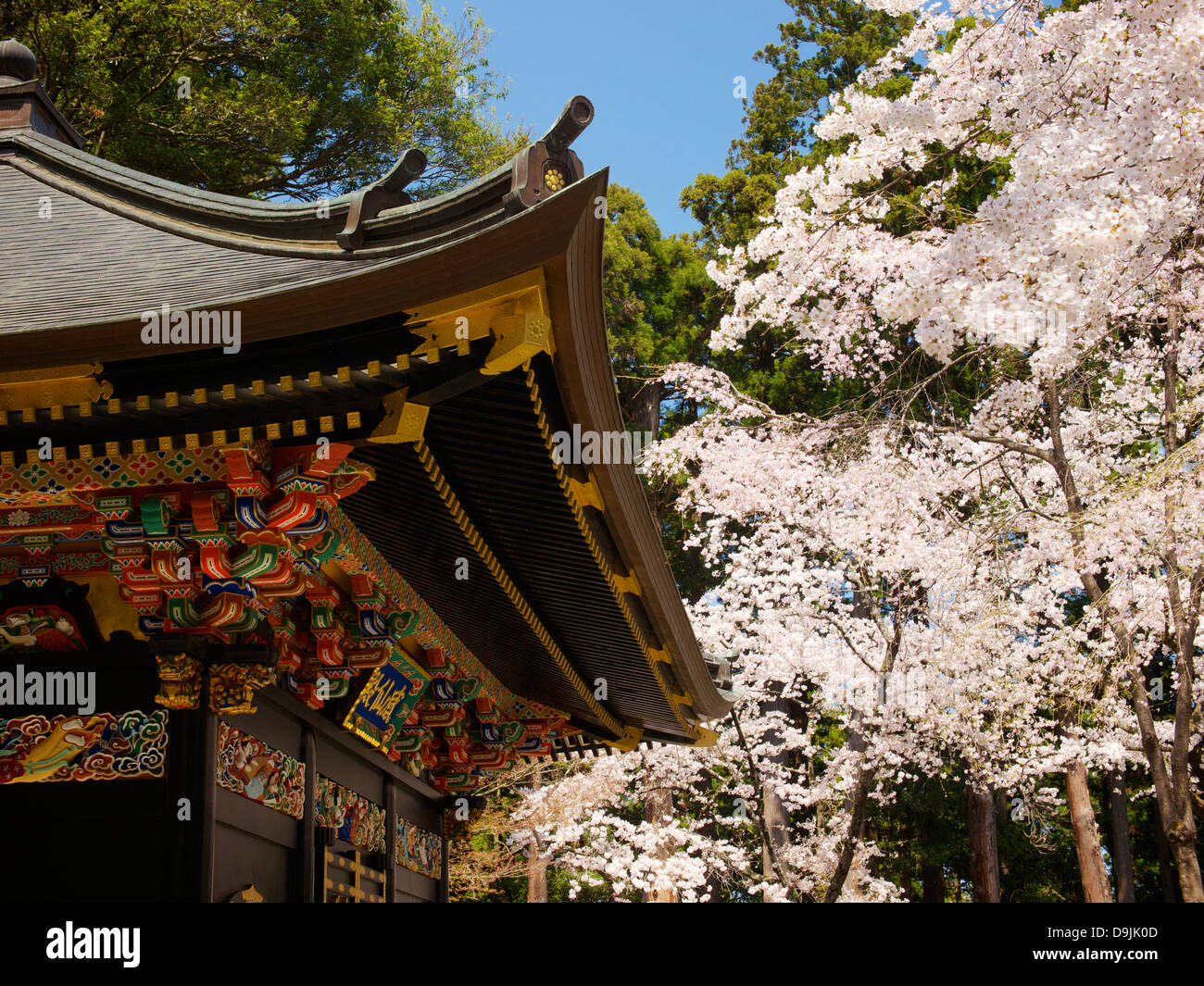 Cherry Blossoms in full bloom at Zuihoden Stock Photo
