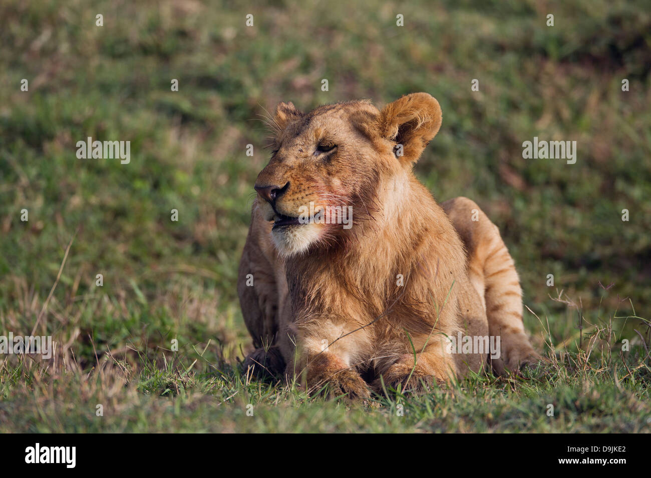 Lion close-up portrait, Masai Mara, Kenya Stock Photo