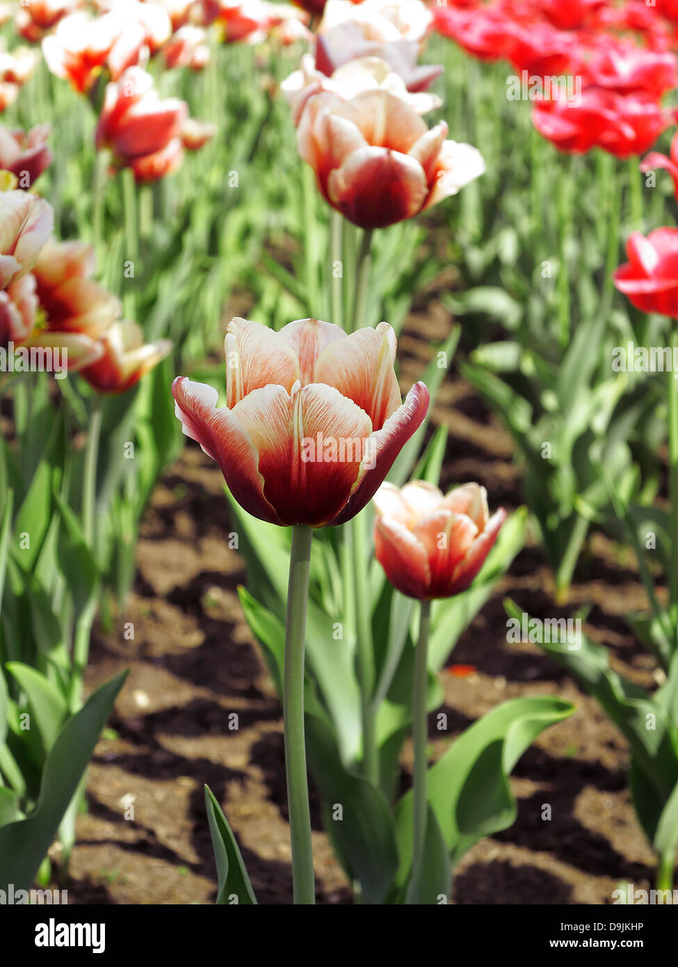 tulips are blooming on the flowerbed in park Stock Photo - Alamy