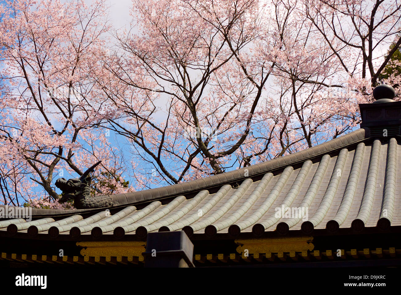 Cherry Blossoms in full bloom at Zuihoden Mausoleum, Sendai, Miyagi, Japan Stock Photo