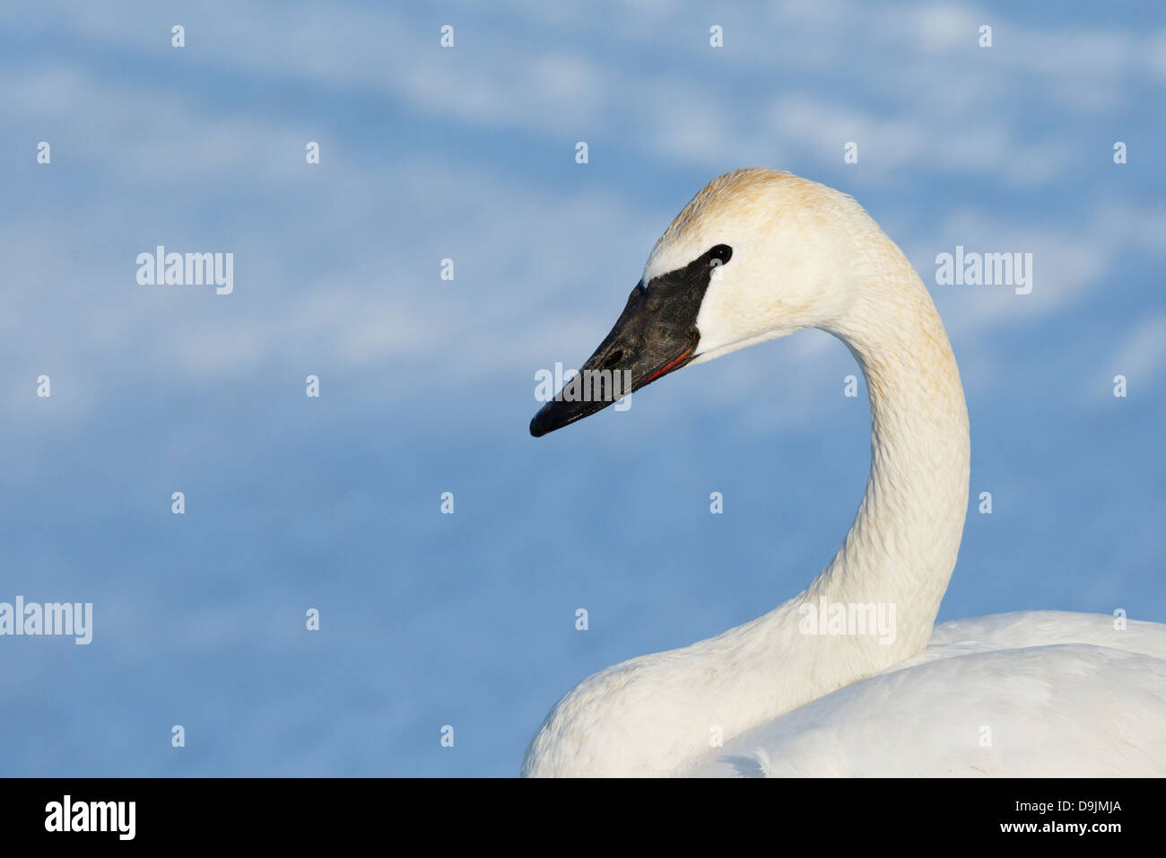 Trumpeter Swan (Cugnus buccinator) in winter - Minnesota, USA. Stock Photo