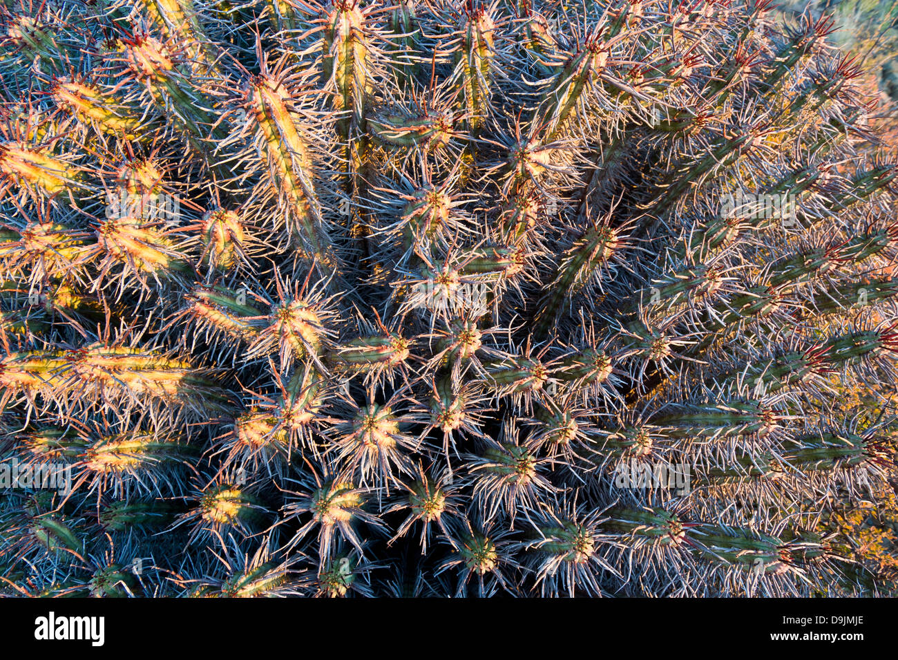 Euphorbia heptagona growing in the Karoo, Prince Albert, Western Cape, South Africa Stock Photo