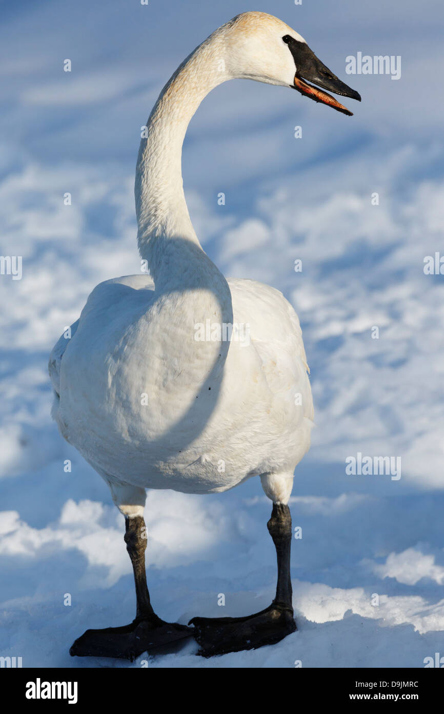 Trumpeter Swan (Cygnus buccinator) in winter - Minnesota, USA. Stock Photo