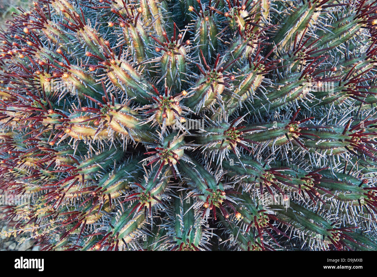 Euphorbia heptagona growing in the Karoo, Prince Albert, Western Cape, South Africa Stock Photo