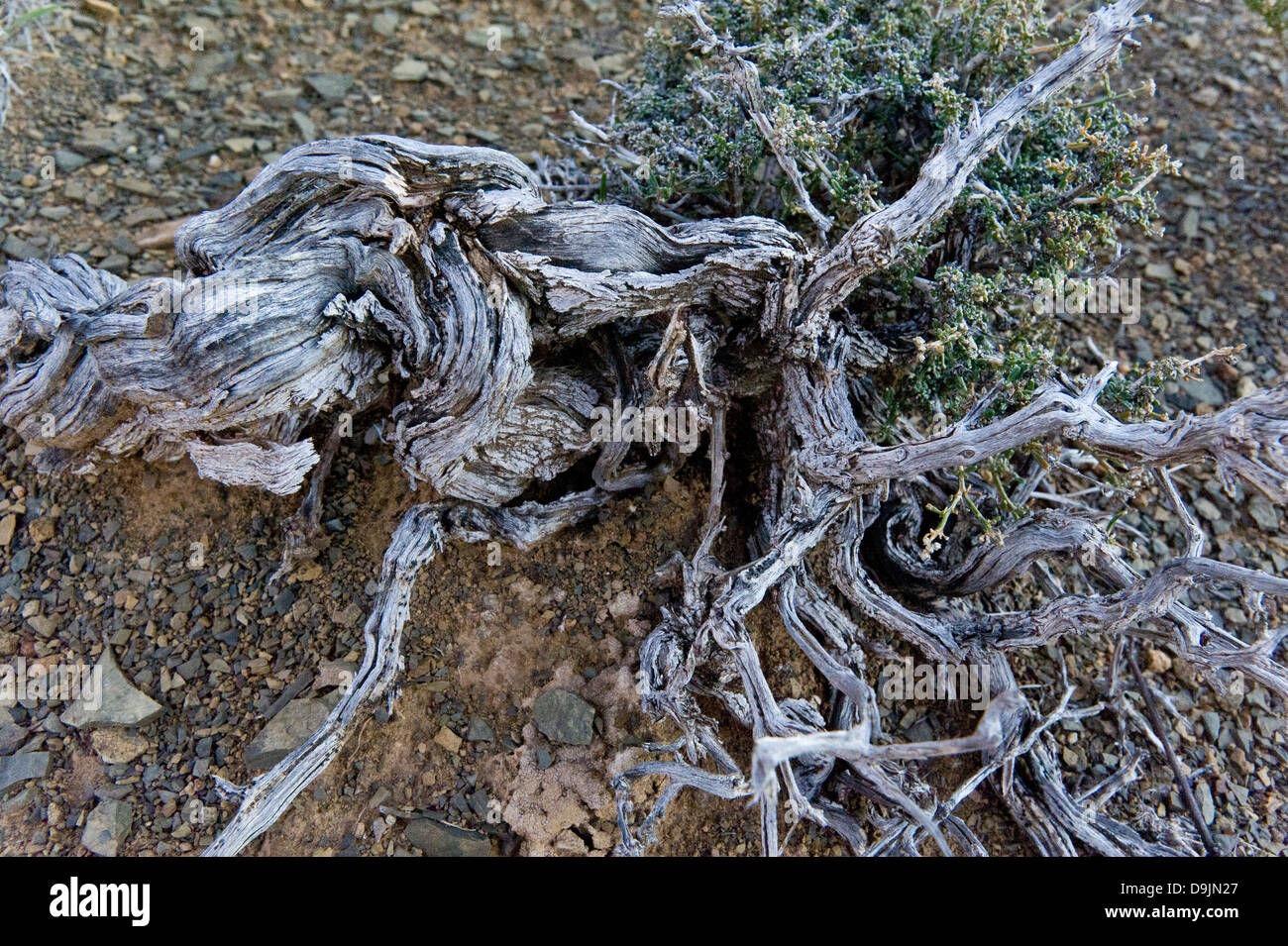 Dry branches in the Karoo, Prince Albert, Western Cape, South Africa Stock Photo