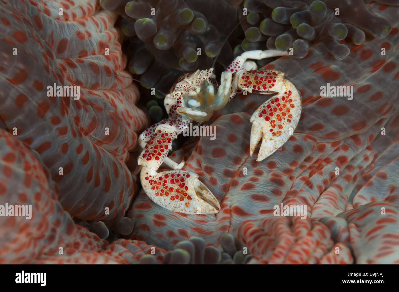 Porcelain crab (Neopetrolisthes oshimai) feeds while sitting on a colourful anemone Stock Photo