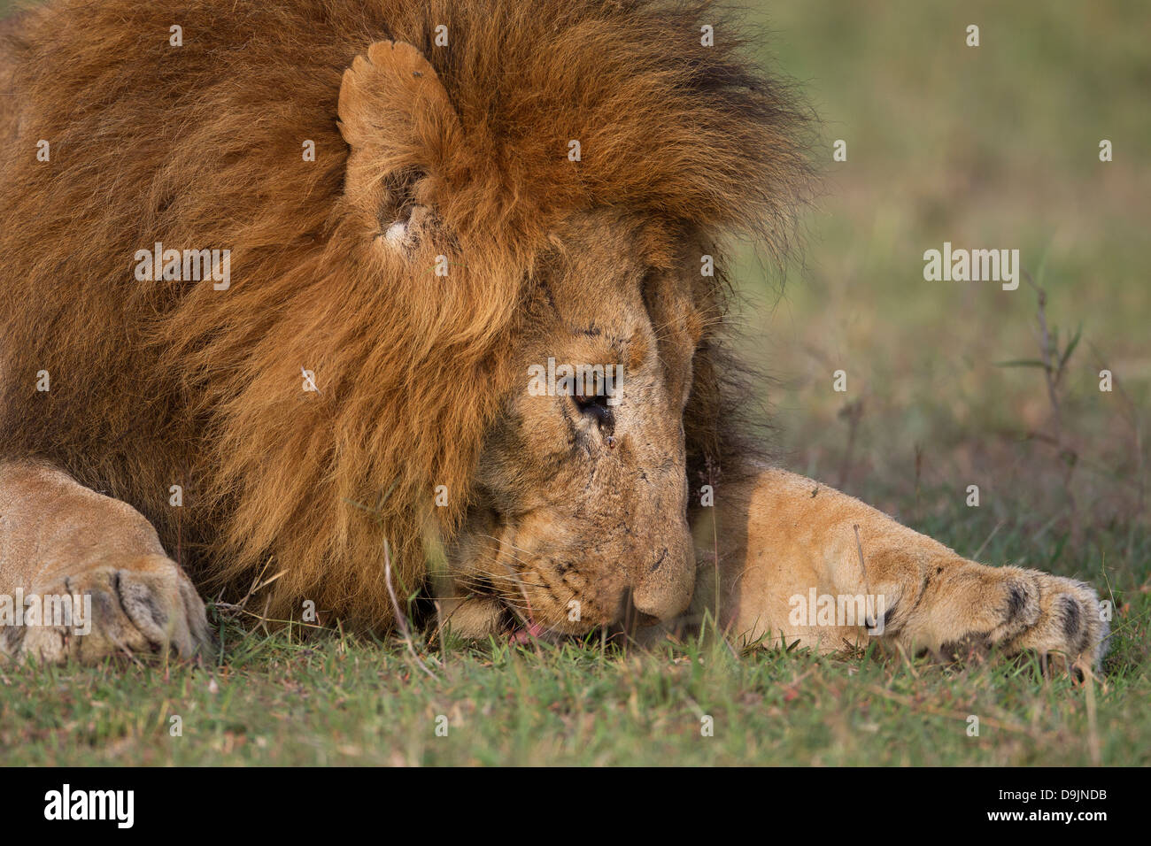 Lion close-up portrait, Masai Mara, Kenya Stock Photo