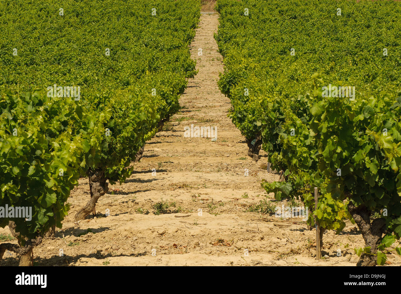 Vineyards in Langeuedoc, France Stock Photo