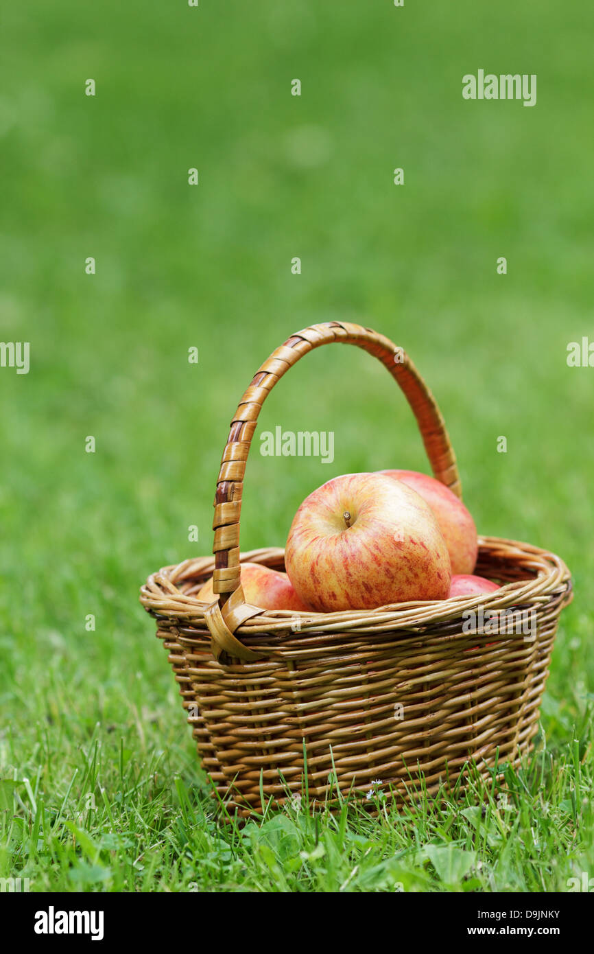wicker basket full of gala apples, on fresh grass Stock Photo - Alamy