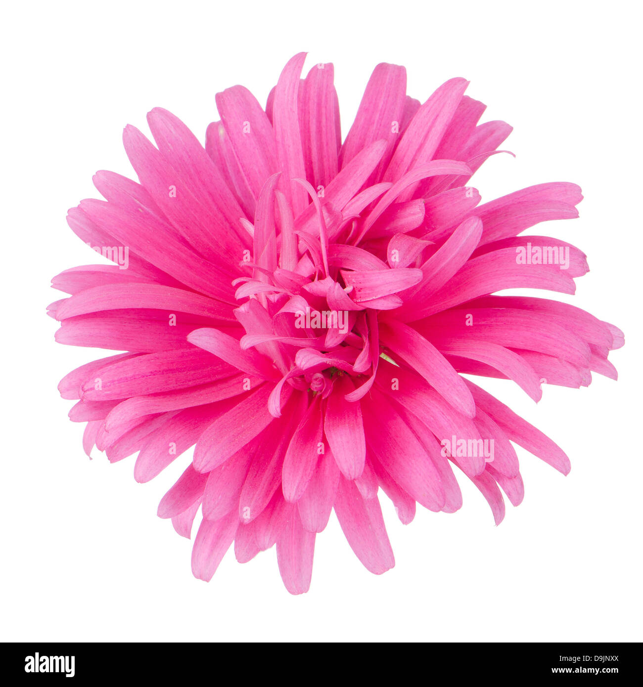Pink daisy flower isolated on white background Stock Photo - Alamy