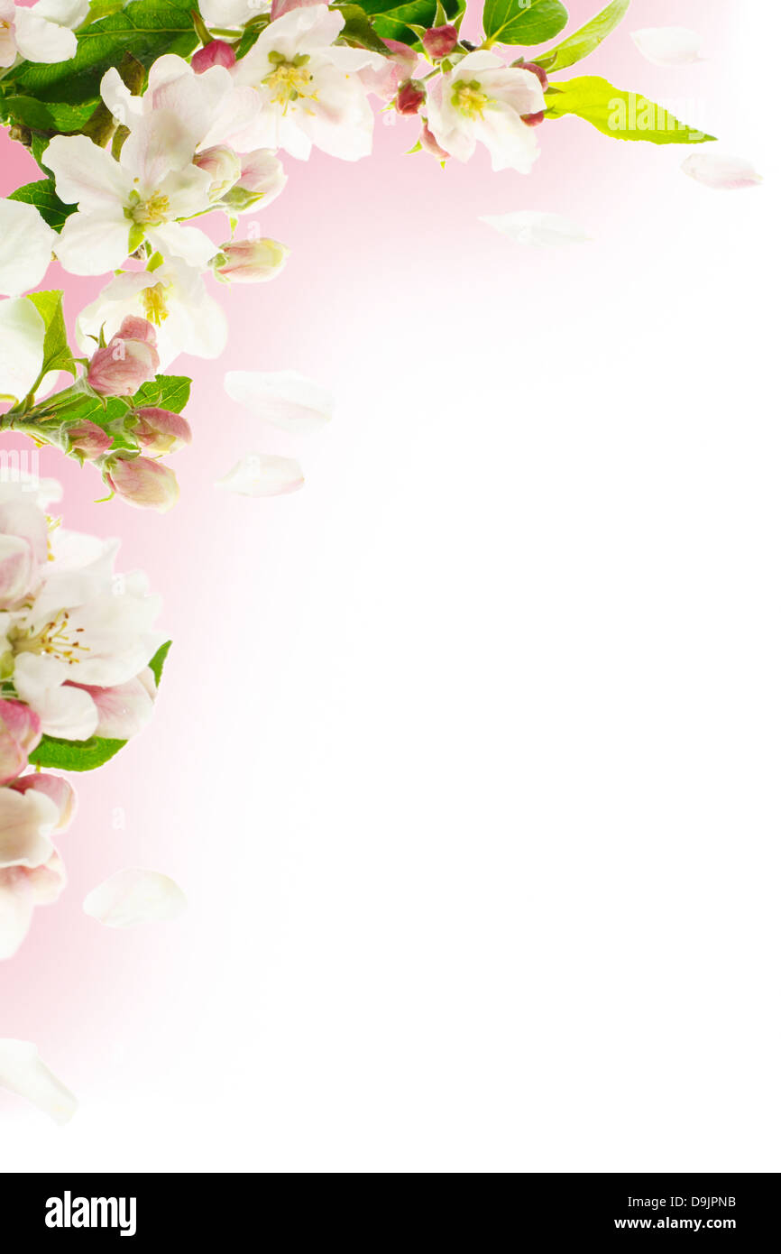 Spring Apple Blossom Border with Falling Petals Stock Photo - Alamy