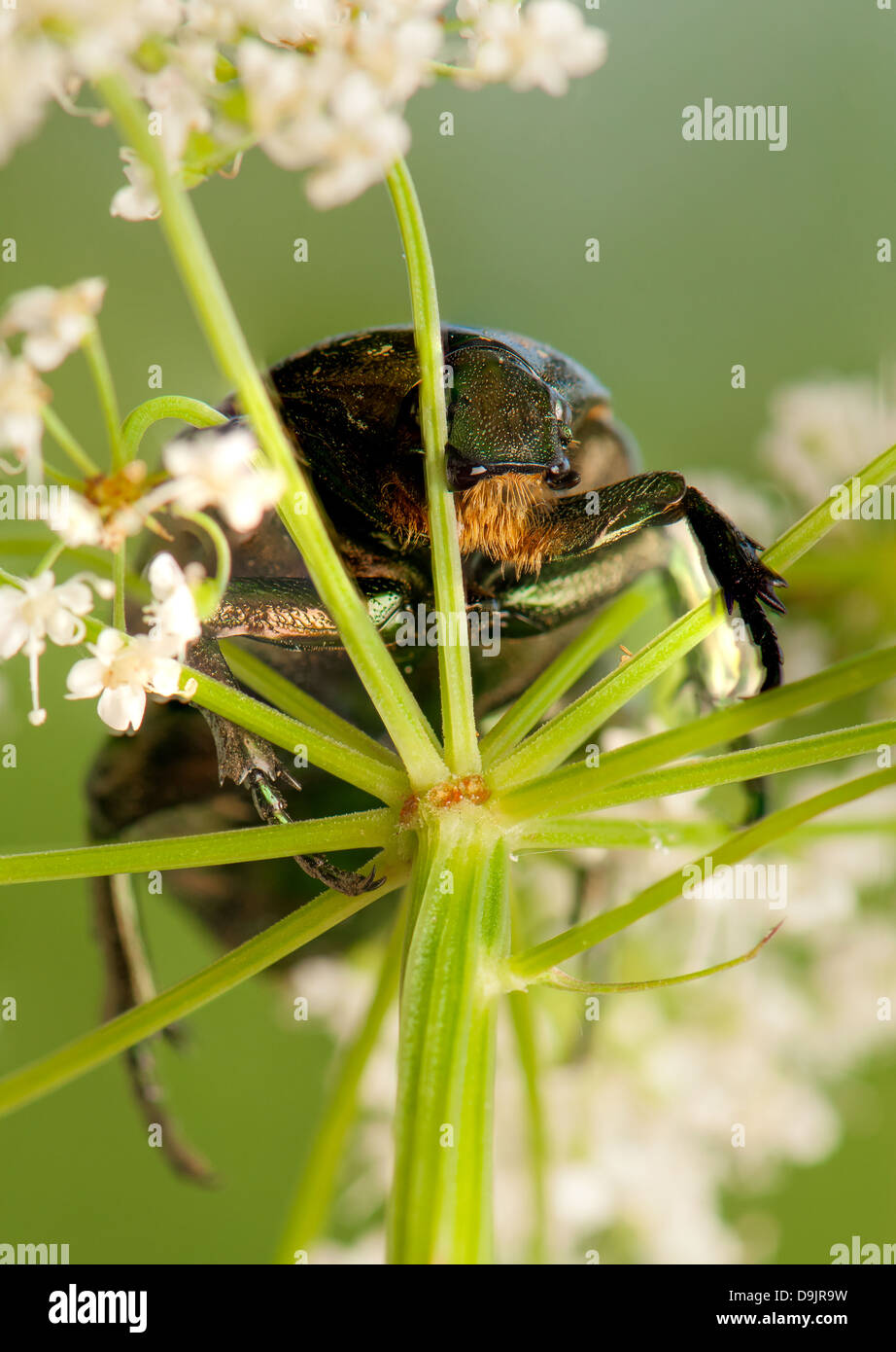 Liocola Protaetia Cetoniinae cetonia Stock Photo