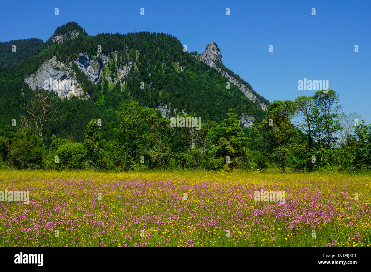 Spring meadow flowers forest germany hires stock photography and