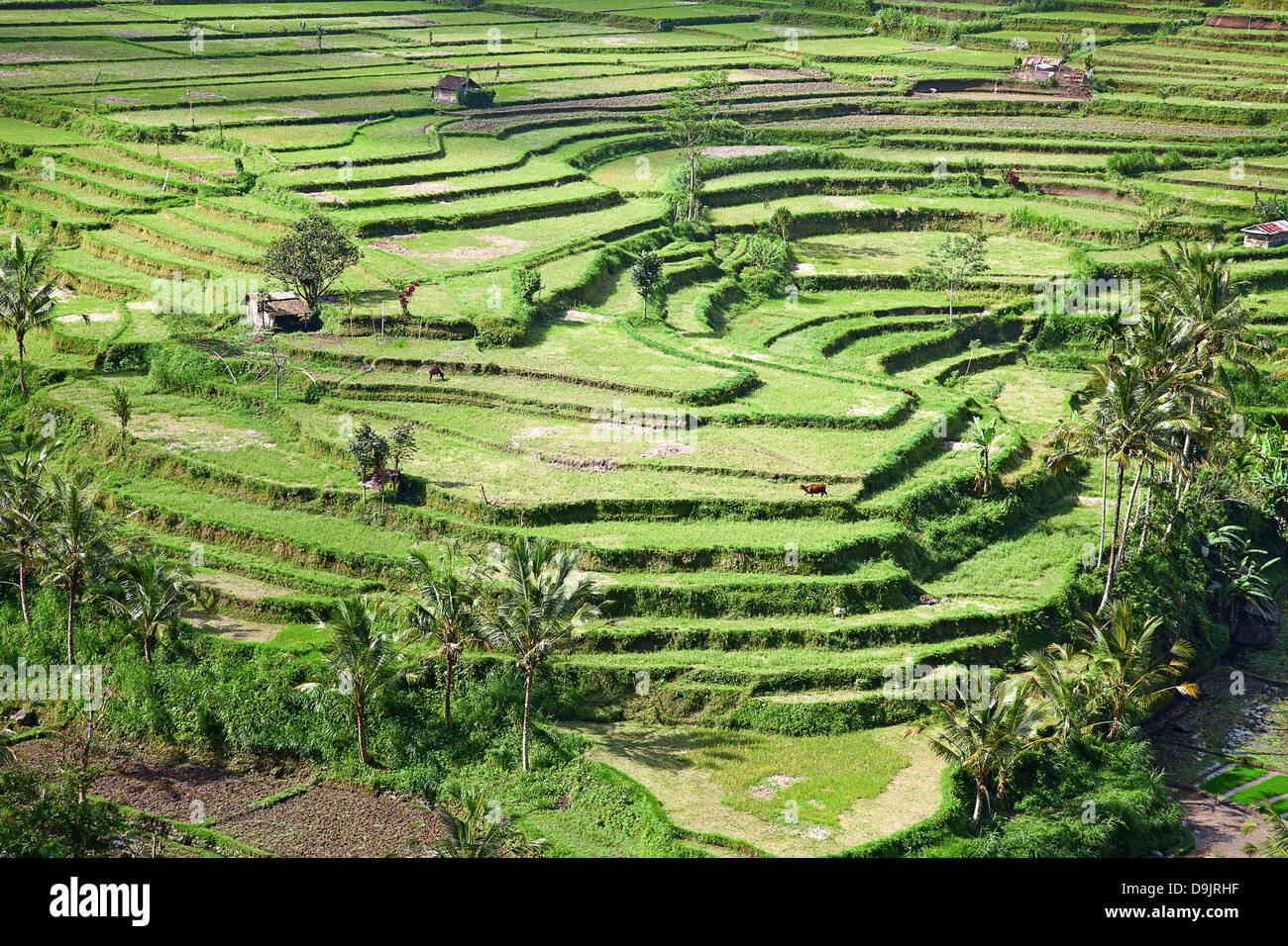 Rice fields, prepared for rice. Bali, Indonesia Stock Photo - Alamy