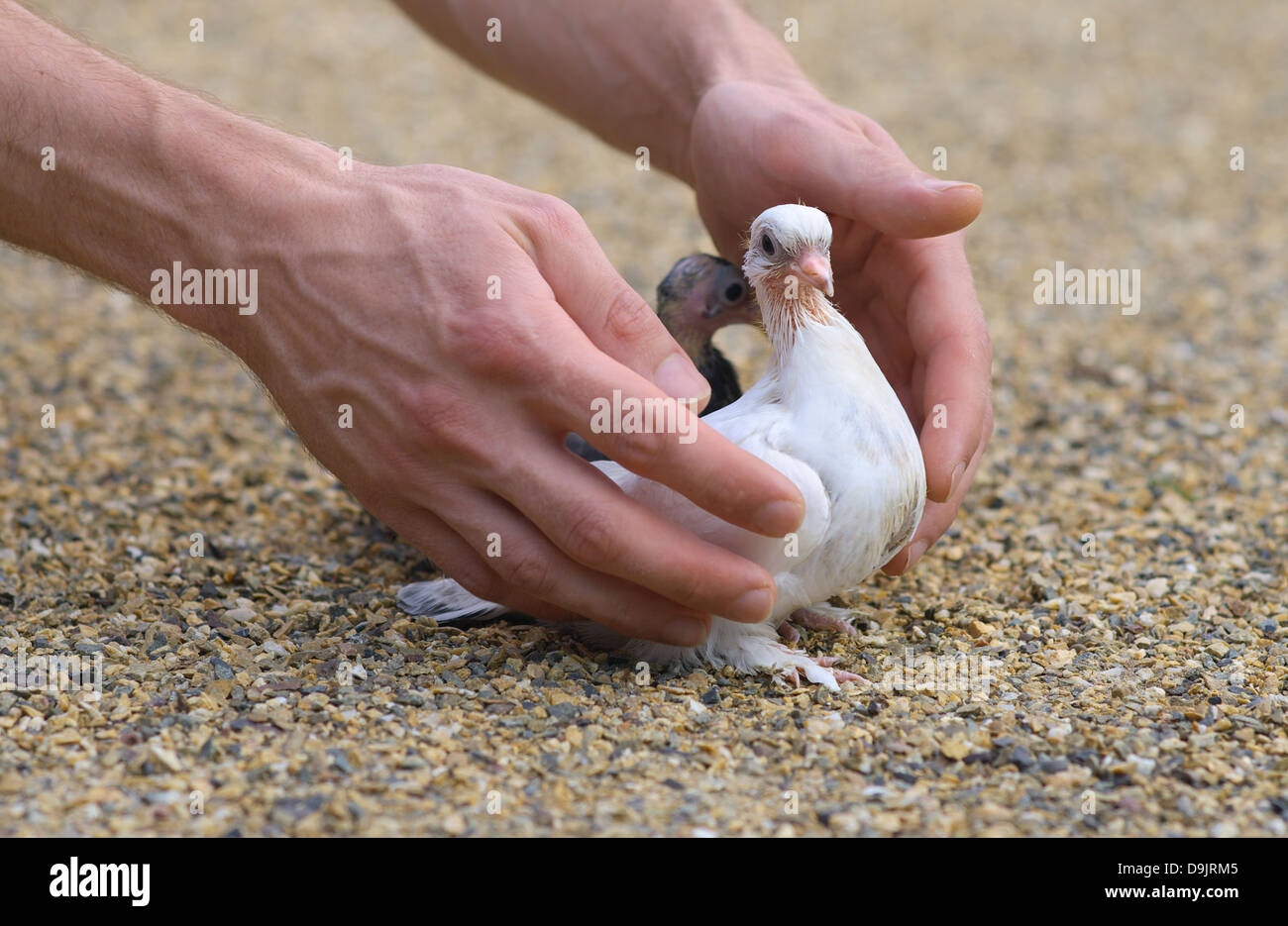 Pigeon Nestling Bird white on sand and Man Hands holding Birds Enter to the new world of baby dove Stock Photo