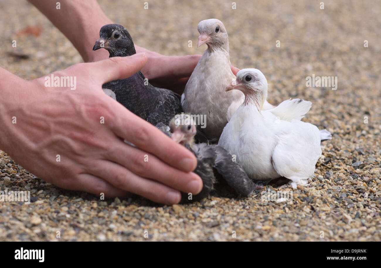 Pigeon Nestlings Birds on sand and Man Hands holding Birds Stock Photo