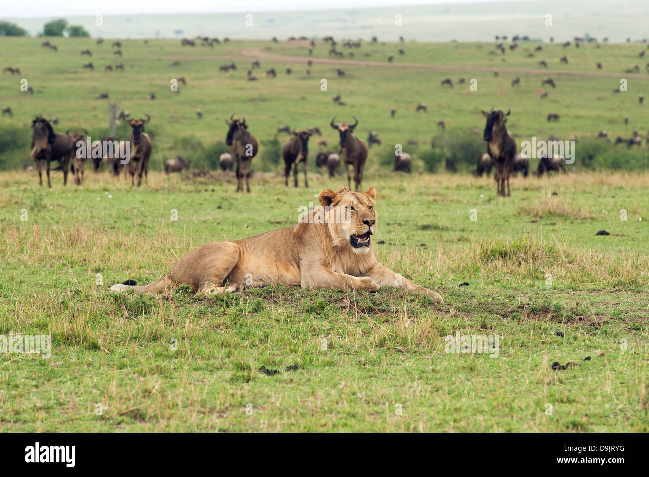Lion chasing a wildebeest herd, Masai Mara, Kenya Stock Photo