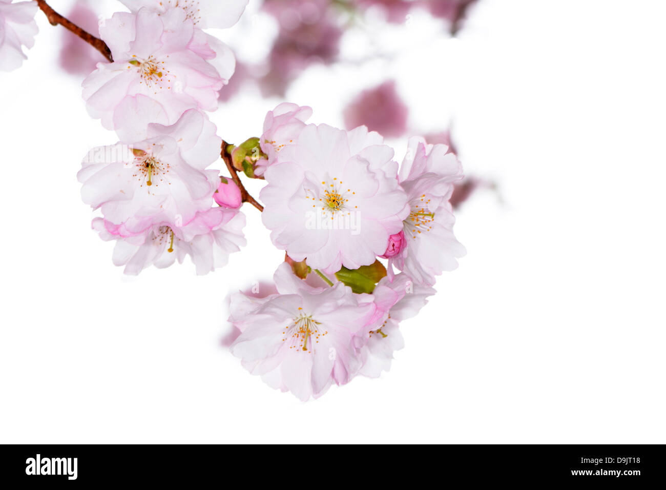 Macro of pink cherry blossoms Stock Photo - Alamy