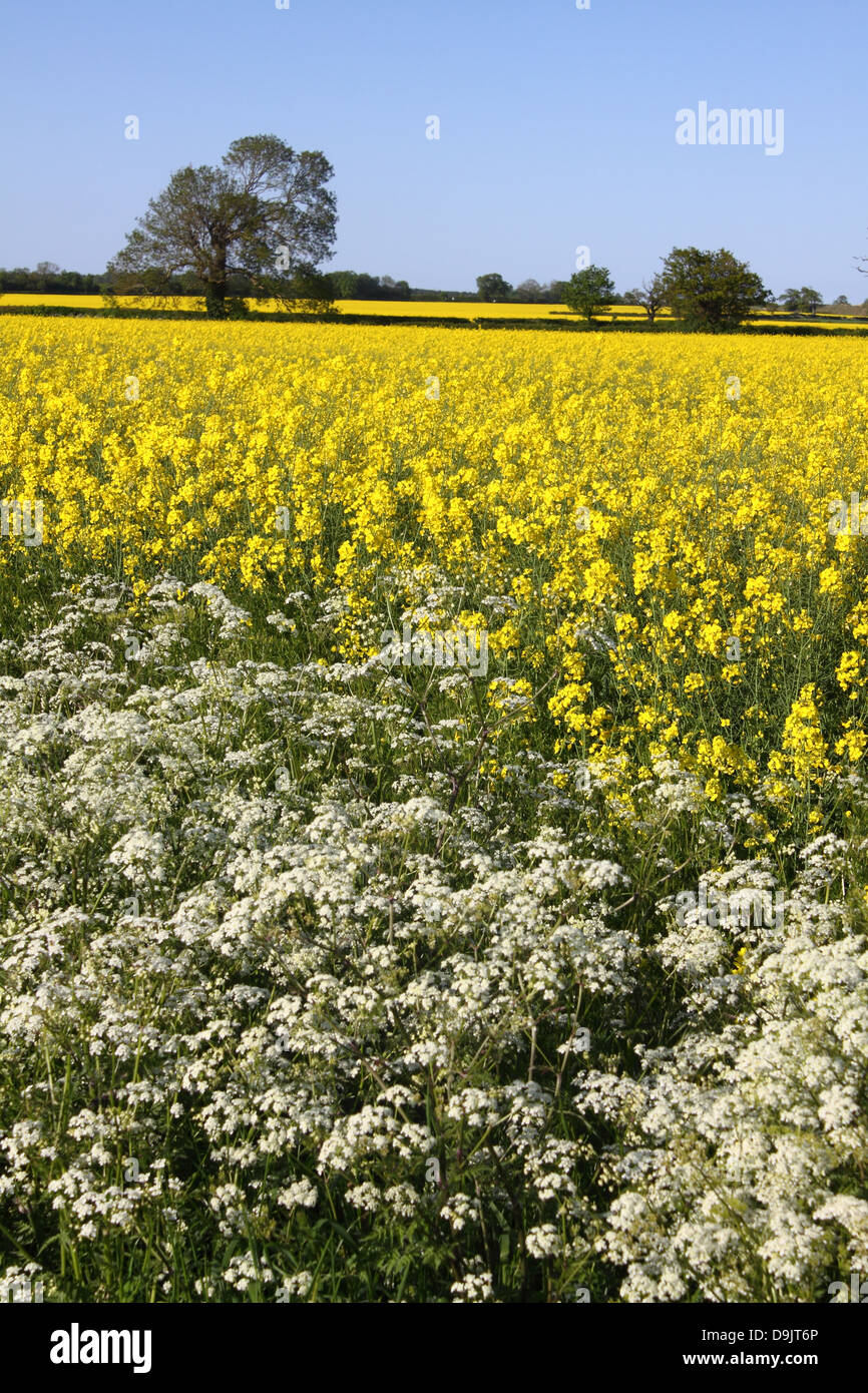 White flowering hedgerow and yellow rapeseed blossoms in English countryside, near Greetham, Rutland Stock Photo
