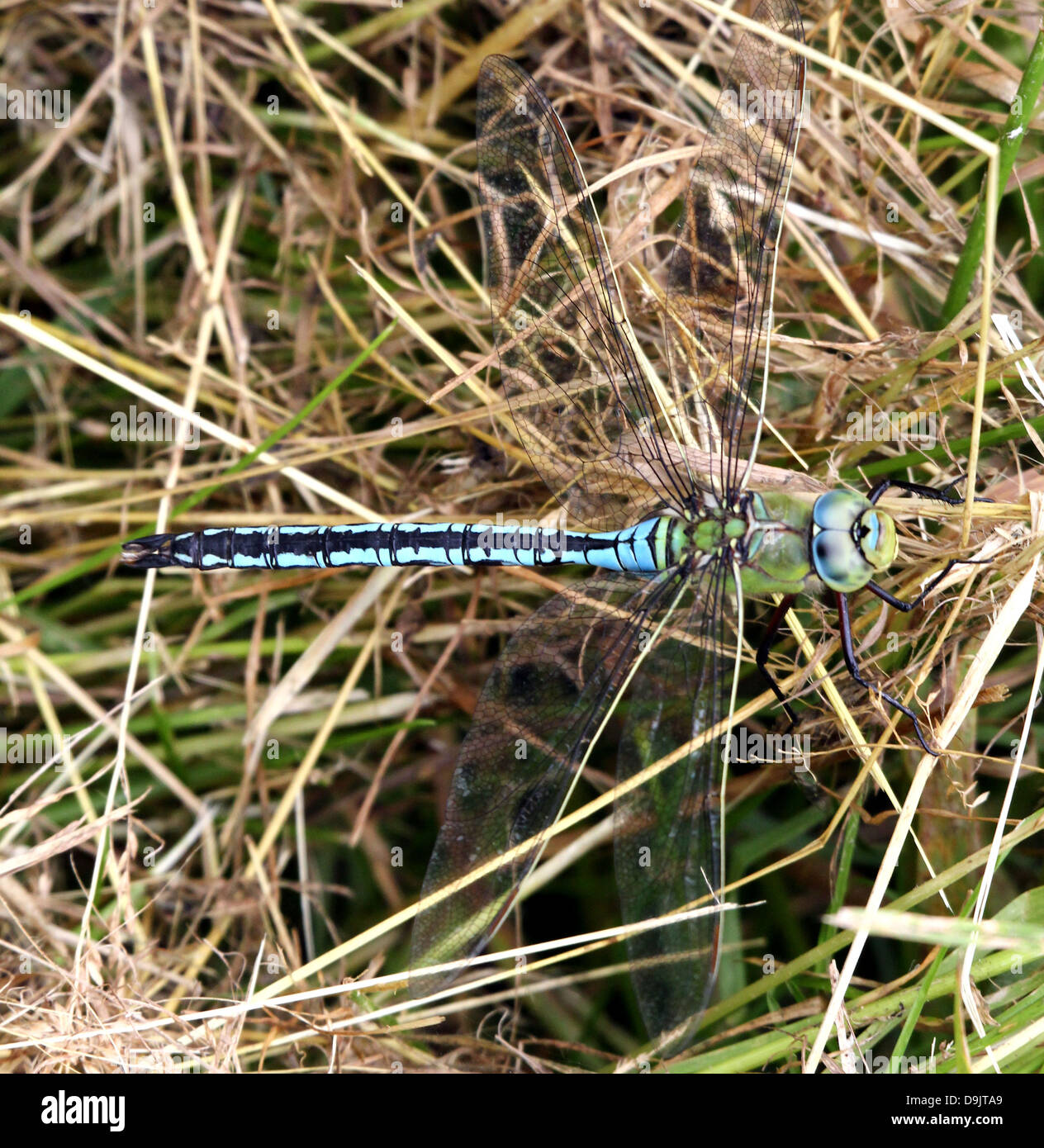 Detailed macro of a male Blue Emperor Dragonfly (Anax imperator) posing on the ground Stock Photo