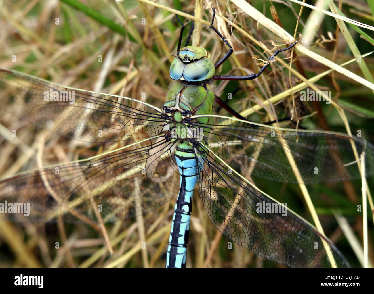 Detailed macro of a male Blue Emperor Dragonfly (Anax imperator) posing on the ground Stock Photo