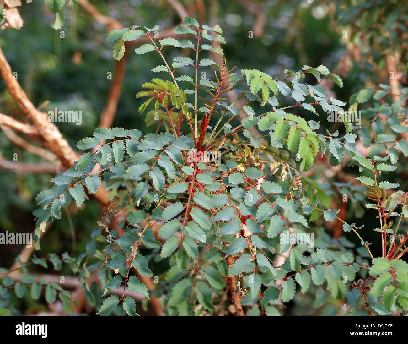 Palo de Sangre, Bencomia moquiniana (Syn. Marcetella moquiniana), Rosaceae. Canary Islands, Spain. Stock Photo