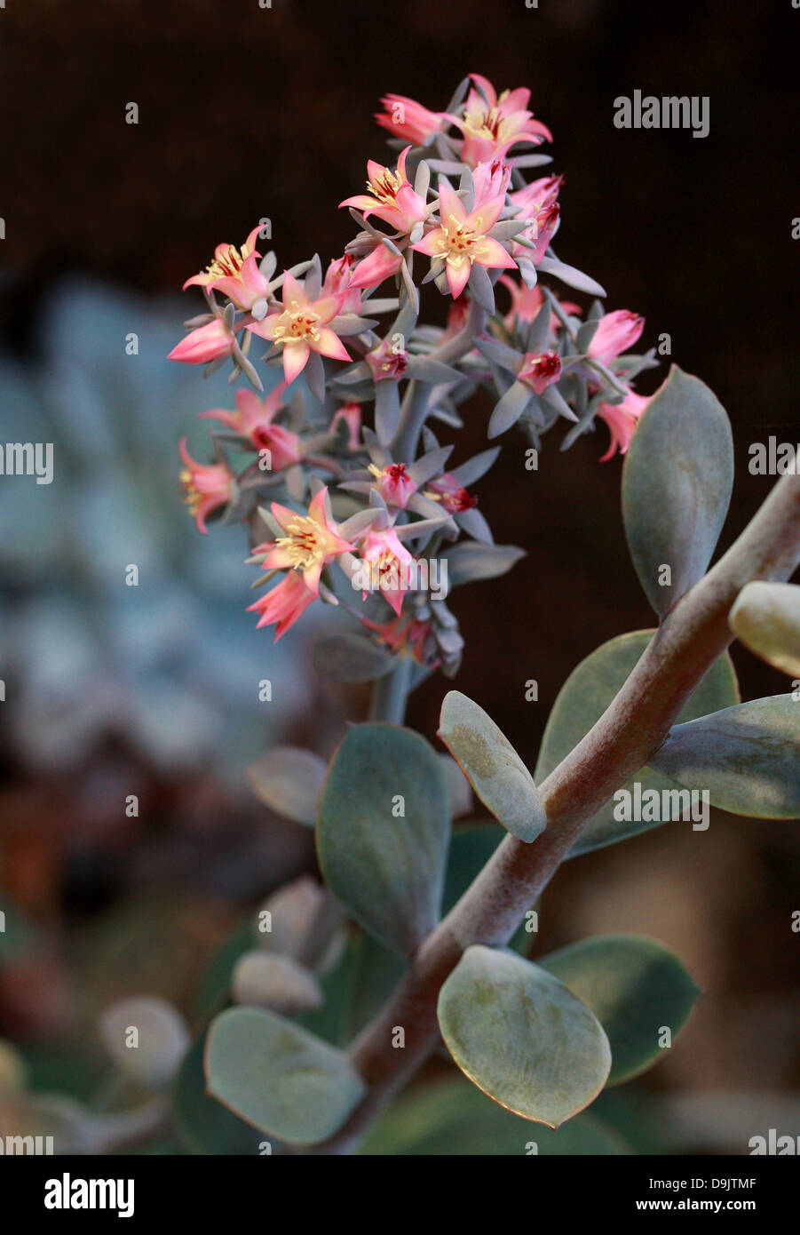 Echeveria, Echeveria gigantea, Crassulaceae. North and Central Mexico, North America. Stock Photo