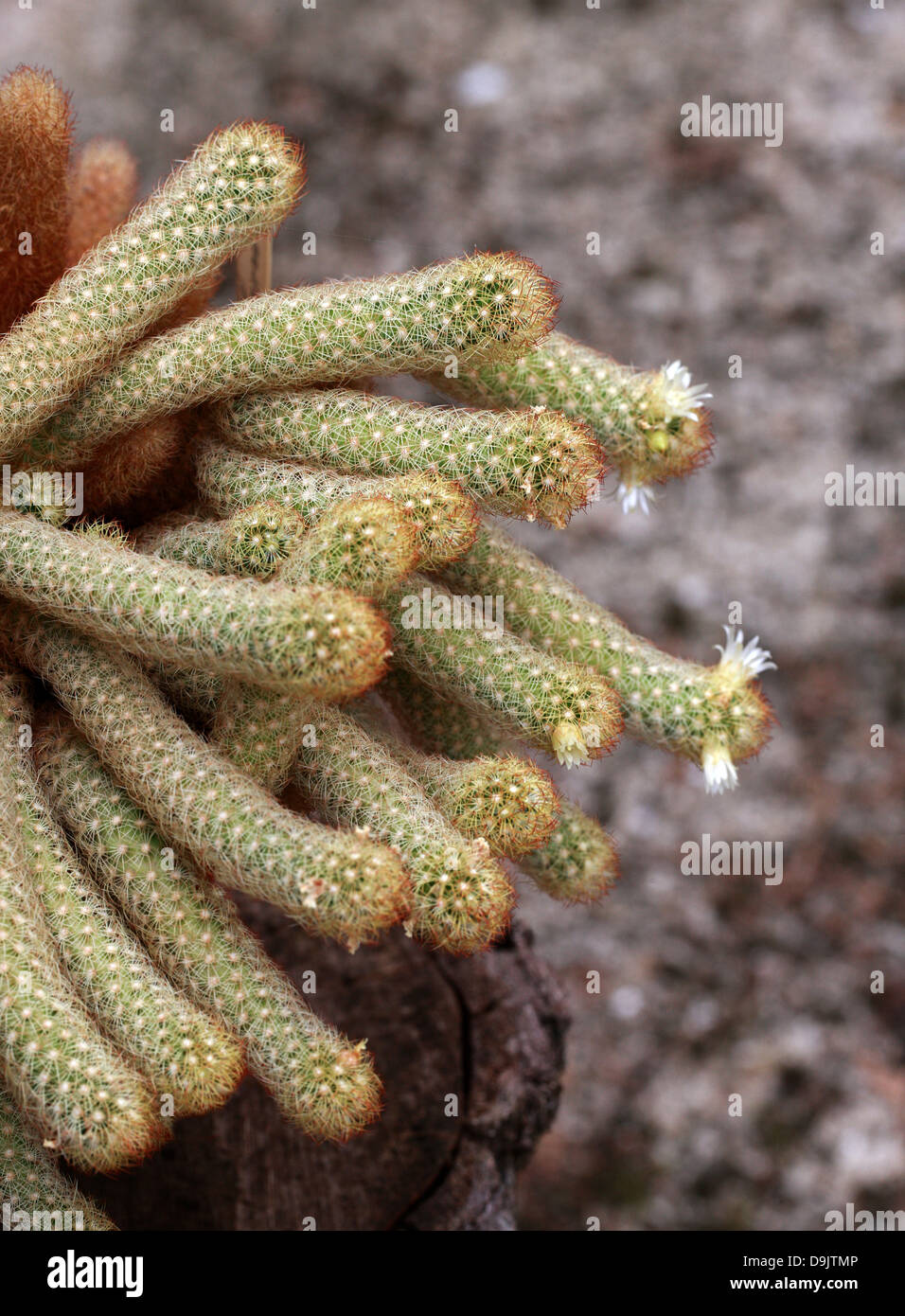 Cactus, Mammillaria elongata, Cactaceae. Stock Photo