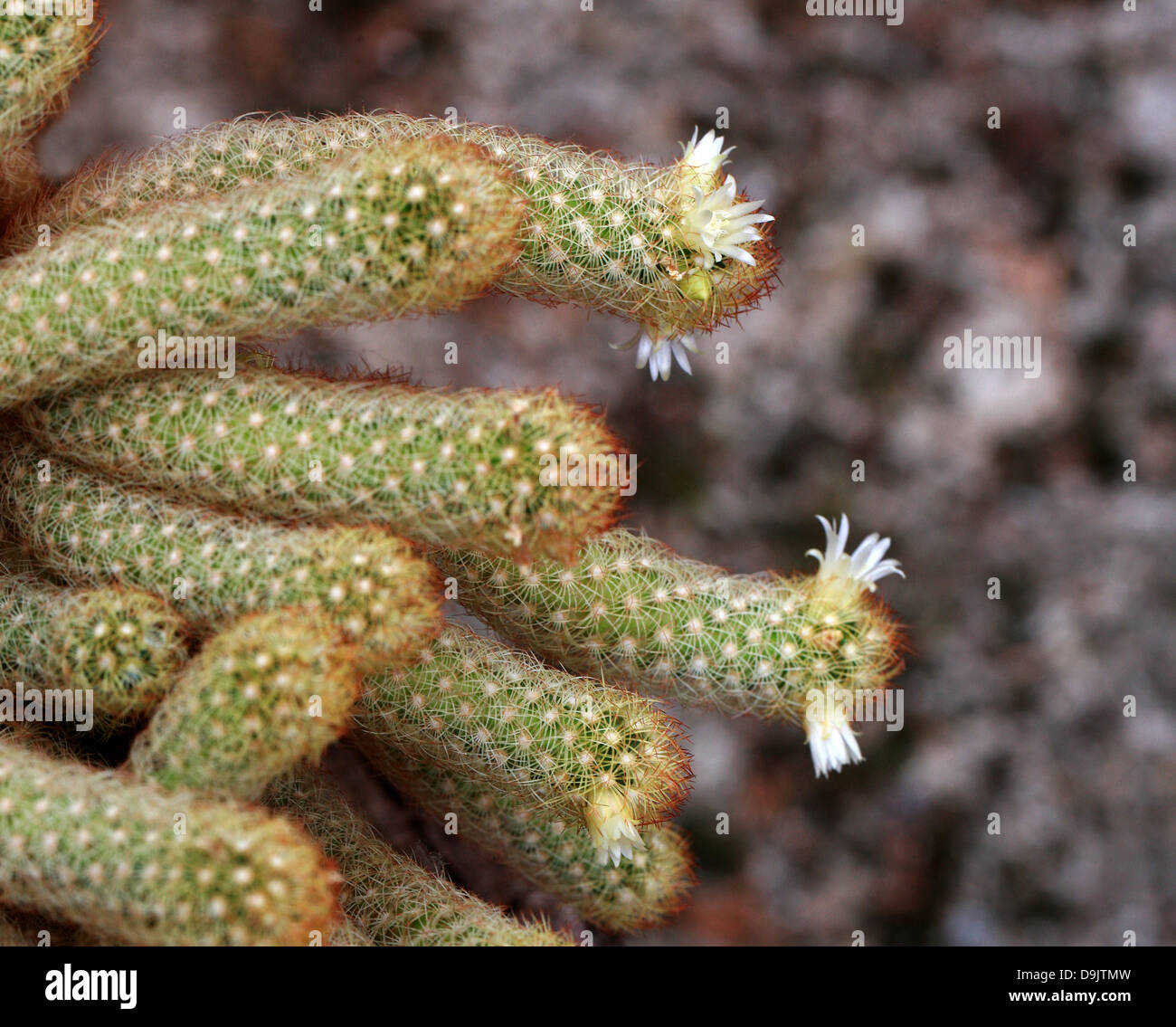 Cactus, Mammillaria elongata, Cactaceae Stock Photo - Alamy