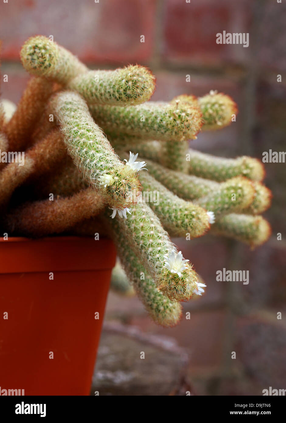 Cactus, Mammillaria elongata, Cactaceae. Stock Photo