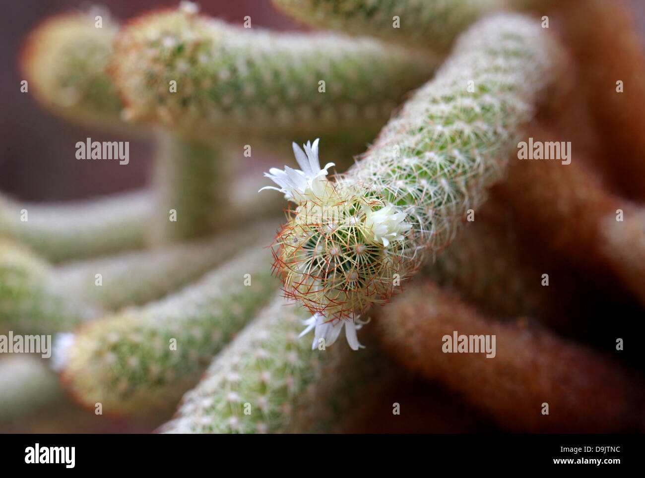 Cactus, Mammillaria elongata, Cactaceae. Stock Photo