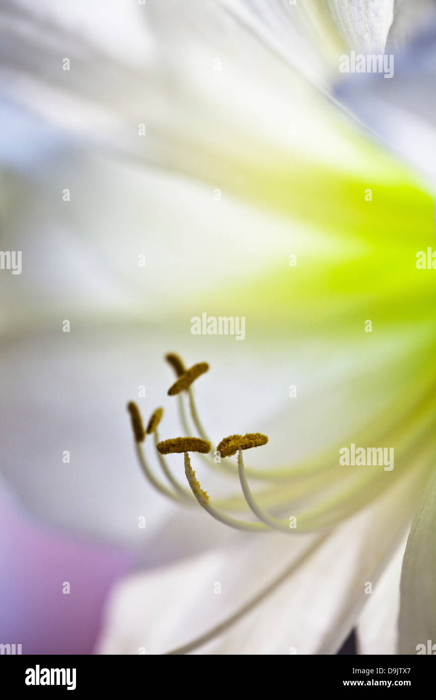 Close up of stamens of a Hippeastrum flower Stock Photo