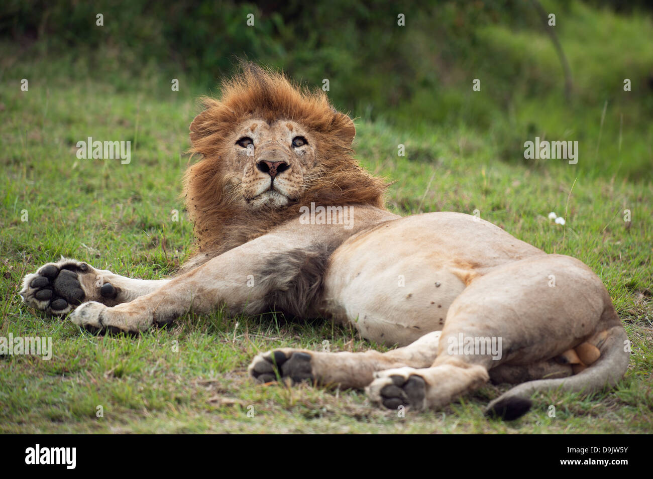 Lion male shows grimasses, Masai Mara, Kenya Stock Photo