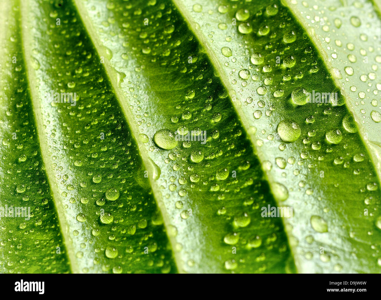 green background with leaf and drops of water Stock Photo - Alamy