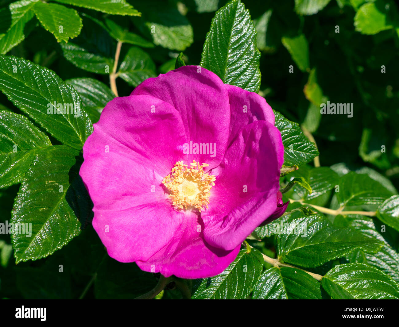 Dog Rose flower Stock Photo