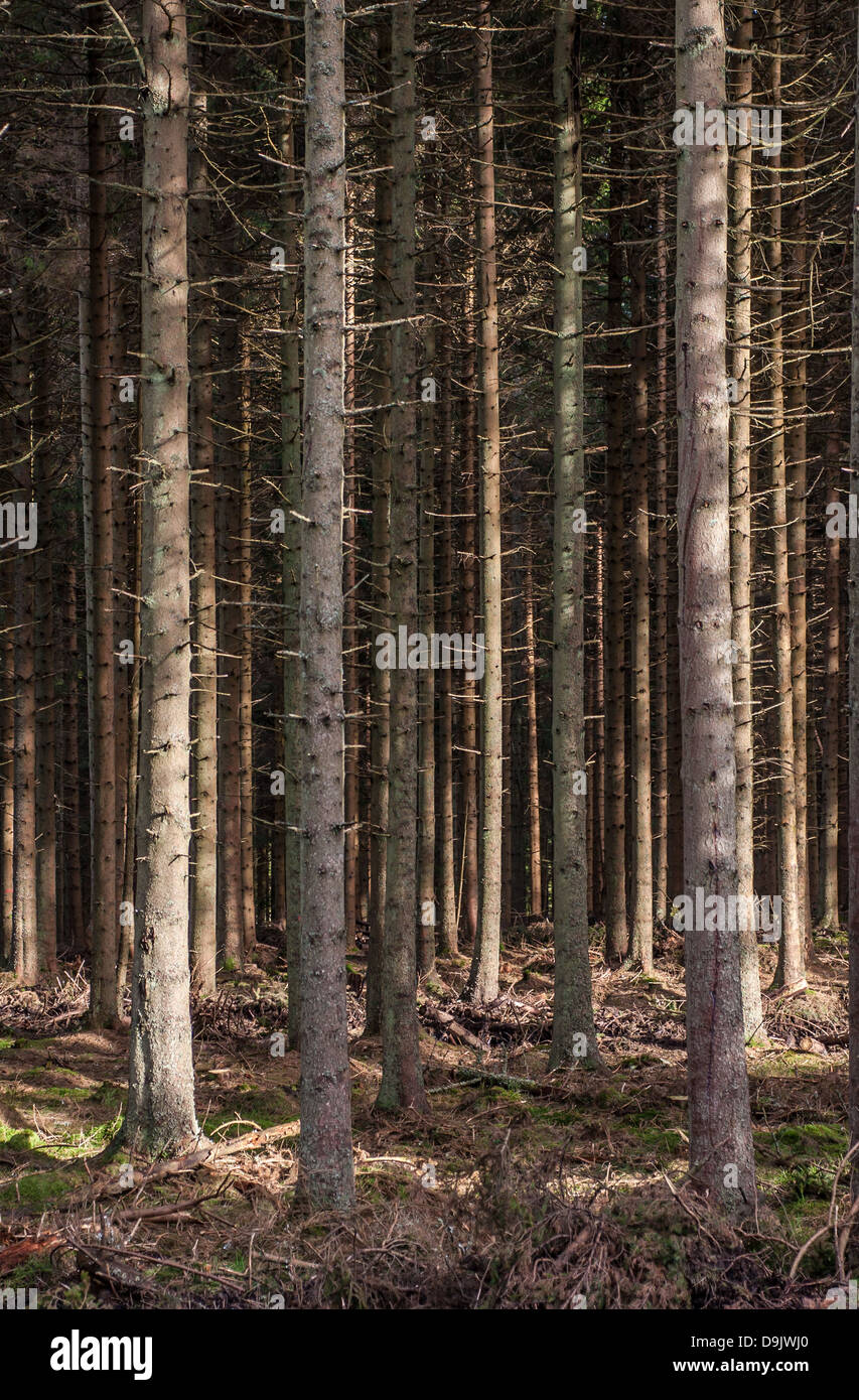 Trees in Kielder Forest, Northumberland Stock Photo Alamy