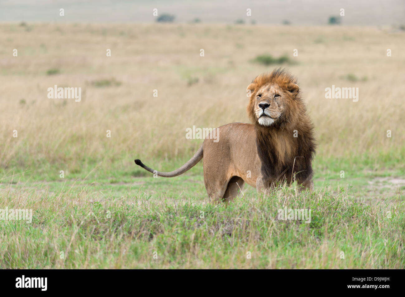 Lion male with a wafting mane, Masai Mara, Kenya Stock Photo