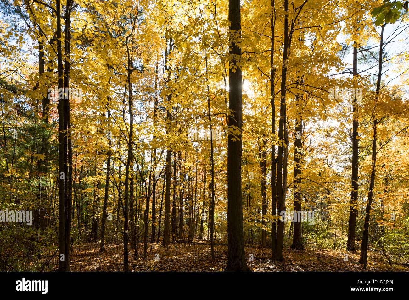 Fall Colours of Ontario, Canada Stock Photo Alamy