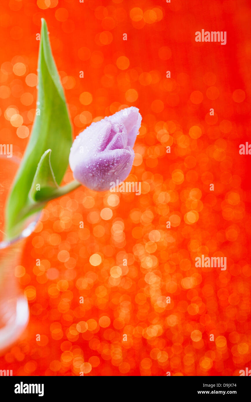 Tulip Spring flower in glass on red sparkle background, super shallow dof Stock Photo