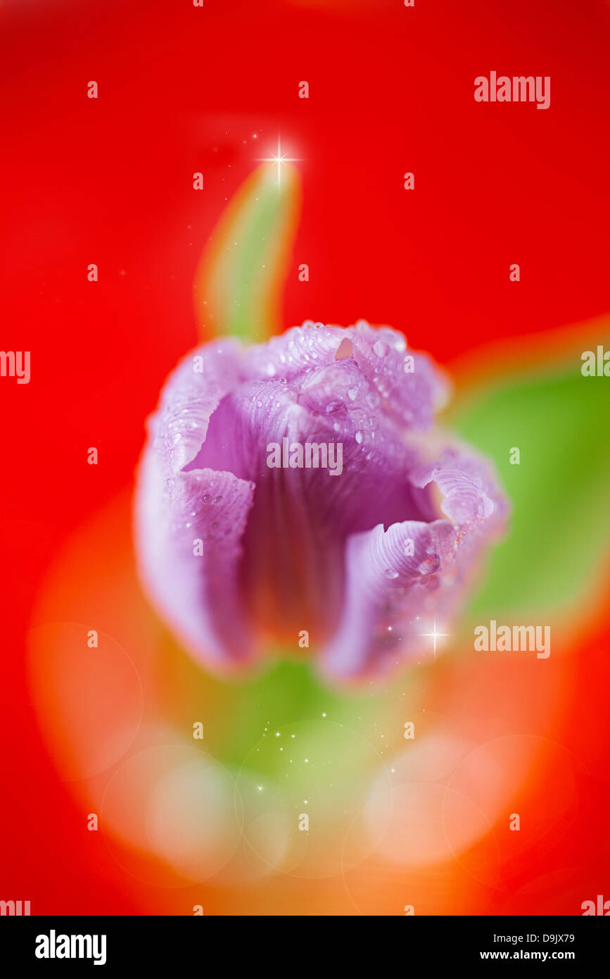 Tulip Spring flower on red sparkle background, super shallow dof Stock Photo