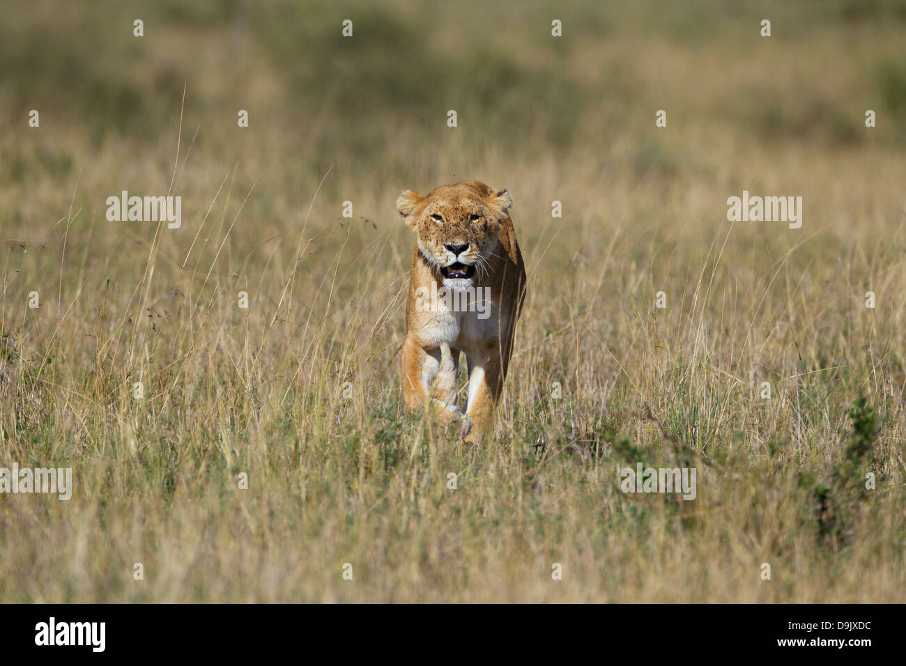Lion female walking frontal, Masai Mara, Kenya Stock Photo